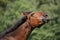 Happy brown foal portrait