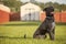 Happy Brown Labrador Retriever