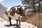 Happy brown and white Himalayan cow