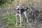 Happy brown and white short-haired mongrel dog with open mouth is walking in autumn park