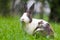 Happy bunny on grass