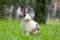 Happy bunny on grass