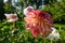 Happy Butterfly Dahlias. Beautiful large multi colored dahlias flowerbed. Ornamental cutting garden.