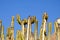 Happy cactus with blue sky on the background