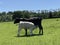 A happy calf gets milk from its mother