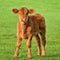 Happy calf on a meadow