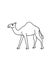 Happy Camel line art illustration cartoon white background
