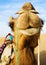 Happy Camel Smiling in the Desert