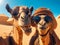 happy camels smiling taking selfie-summer vibes