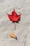 Happy Canada Day real maple leaves in shape of Canadian Flag. Canada Day maple leaves background. Symbol picture for Canada Day