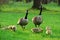 Happy Canadian Goose family