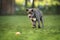 Happy cane corso puppy playing with a toy in summer