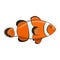 Happy cartoon clown fish over white background. Vector illustration.