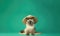 Happy Cat Birman In A Hat Beachwear Emerald Green Background. Generative AI