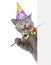 Happy cat in birthday hat holding a pointing stick and points on empty banner. isolated on white background