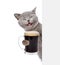 Happy cat holding beer peeking from behind empty board. isolated on white background