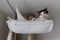 Happy cat laying in hammock on scratching post under the ceiling