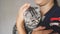 Happy cat lying is resting in the hands of a girl. happy Owner holds a beautiful British Scottish fold cat on his arms