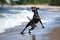 Happy catahoula dog on the beach