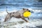 Happy catahoula dog running on the beach