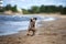 Happy catahoula dog running on the beach