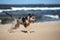 Happy catahoula dog running on the beach