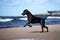 Happy catahoula dog running on the beach