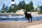 Happy catahoula dog running on the beach