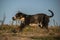 Happy Catahoula Leopard Dog is running in the desert in sand.