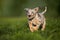 happy catahoula puppy running outdoors in summer