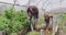 Happy caucasian father and son gardening in greenhouse