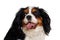 Happy Cavalier King Charles Spaniel dog