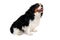 Happy Cavalier King Charles Spaniel dog