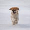 Happy Cavalier King Charles Spaniel Dog Running