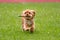 happy Cavalier King Charles Spaniel running with a stick