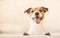 Happy cheerful smiling dog leans on bar looking into camera against bright background with copy space