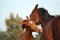 Happy chestnut foal and his mother