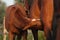 Happy chestnut foal and his mother