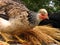 Happy chicken climbed on the straw