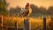 Happy Chicken On Fence Post In Corn Field