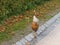 Happy chicken walking on the road