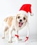 Happy Chihuahua dog with Santa hat for Christmas card design