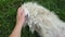 Happy chihuahua toy dog enjoying stroking her owner hand lying on grass.