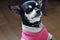 Happy Chihuahua wearing a cozy pink sweater on a polished hardwood floor