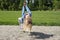 Happy Child blond girl (age 5) rids on Flying Fox play equipment in a children\'s playground.