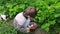 Happy child collect and eat ripe strawberries in the summer garden.