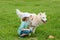 Happy child with dog on gras. Portrait kids boy with pet playing outside.