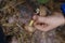 Happy child gathers mushrooms in the autumn forest