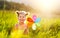 Happy child girl with colorful pinwheel windmill in summer