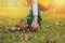 Happy child girl playing little gardener in autumn and picking leaves into basket